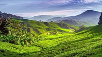 Cameron Highlands Day Trip