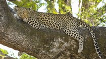 Morning 07 Hour Private Safari at Yala National Park by Yala La Safari Tours