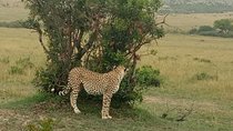 4 Days In Masai Mara And Lake Nakuru