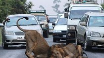Half Day Nairobi National Park Guided Tour From Nairobi