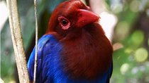 Go Birding with Experts -1 Day guided tour to Sinharaja Rain Forest