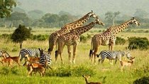 Murchison Safari with Chimpanzee Trekking 5 Days/ 4 Nights