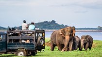 Minneriya Elephant Safari wth Sigiriya & Dambulla Cave Temples Full Day Tour