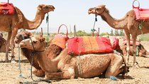 Atlas mountains day tour to Agafay with camel ride 