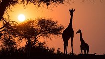 Twilight Game Safari Trip by Open Car in Victoria Falls