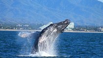 Whale Watching The Best Of Puerto Vallarta