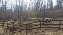 LiBearty Bear Sanctuary Zarnesti Small-Group Trip from Brasov