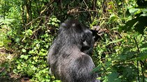 4 Day Uganda Gorilla Trekking Safari with Lake Bunyonyi