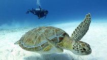 2-Tank Morning or Afternoon Dives in Playa del Carmen certified Divers Only
