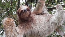 Costa Rica Sloth Tour in La Fortuna