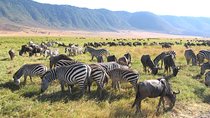 Serengeti Tour – 7Days/6 nights (4 stars accommodations)