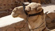 Hurghada: Sunrise Quad Bike Adventure and Camel Ride