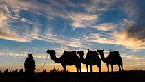 Agadir Camel Riding +Sunset and Dinner( barbecue)