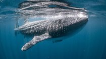 Whale Shark Swimming Adventure from Cancun & Riviera Maya - Seasonal June/Sept