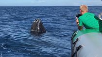 Whale Watching Experience