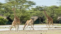 2 Days 1 Night Ol Pajeta Conservancy Tour