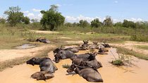Sri lanka Wildlife Tour