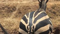 Ngorongoro Crater Day trip 