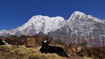 Mardi Himal Trek (A short 8 Days Trek from Kathmandu)