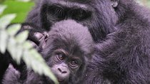 Three Days Gorilla Safaris In Uganda