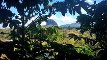 Guatape & Coffee Farm & El Peñol Rock & Quaint Town: Best Combo