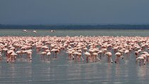 Make a date with Flamingos and Rhinos of Lake Nakuru National Park - 1 Day