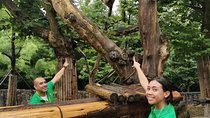 Private Dujiangyan Panda Base Panda Rescue Center Volunteer for a Day