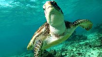 Turtles and Cenote snorkeling activity from Riviera Maya
