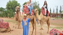Camel riding in Agadir for Cruise ship Passengers