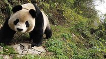 3-Day Chengdu Tour of Dujiangyan Panda, Leshan Buddha plus Sichuan Cooking Class