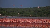 Overnight Flamingo Watching Safari: Lake Bogoria & Lake Nakuru