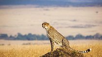 4 Days Masai Mara & Lake Nakuru Lodge Safari
