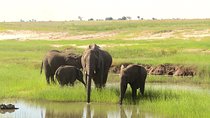 Chobe Day Trip: Boat Safari & Game Drive Incl Lunch