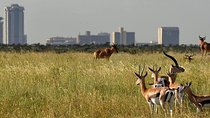 Half Day - Nairobi National Park Safari