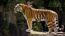 Delhi Agra Jaipur Tour with Ranthambore Wildlife Safari