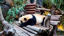 Private Chengdu Panda Breeding Center Day Trip With From Xi'an By Bullet Train