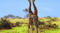 8 days best of Uganda safari