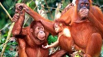 Orang Utan Island Day Tour (Private)