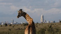 Nairobi National Park guided tour