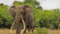 Full day Private Addo elephant safari min 4 pax max 12 pax