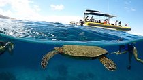 Ultimate 4 Hour Lanai Snorkel and Dolphin Encounter