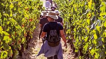 Athens Wine Tour - An Outstanding Full Day Experience For Dedicated Winelovers