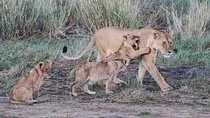 7 Days Southern Safari, Ruaha Np, Mikumi Np And Selous Game Reserve