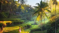 Rice terrace tour and Ubud area tour