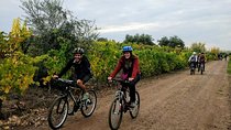 The perfect day discovering vineyards, wines and regional gastronomy by bicycle