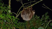 Monteverde Cloud Forest Guided Night Walk