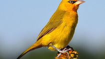 Bird Watching Tour to Tegetero Forest 2days 1 night