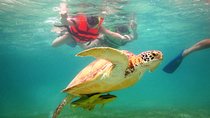 Swim with sea turtles