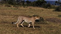 3-DAY Best Maasai Mara Safari (POPULAR)