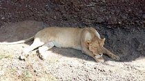 Day Trip to Tarangire National Park From Arusha / Kilimanjaro